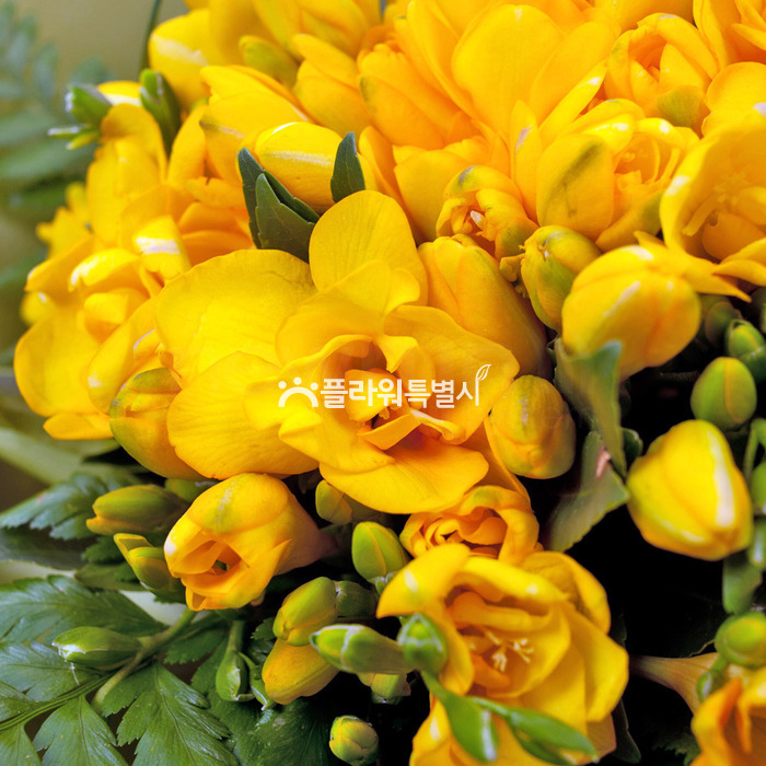 상세이미지