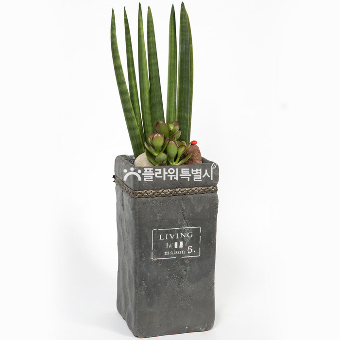 상세이미지