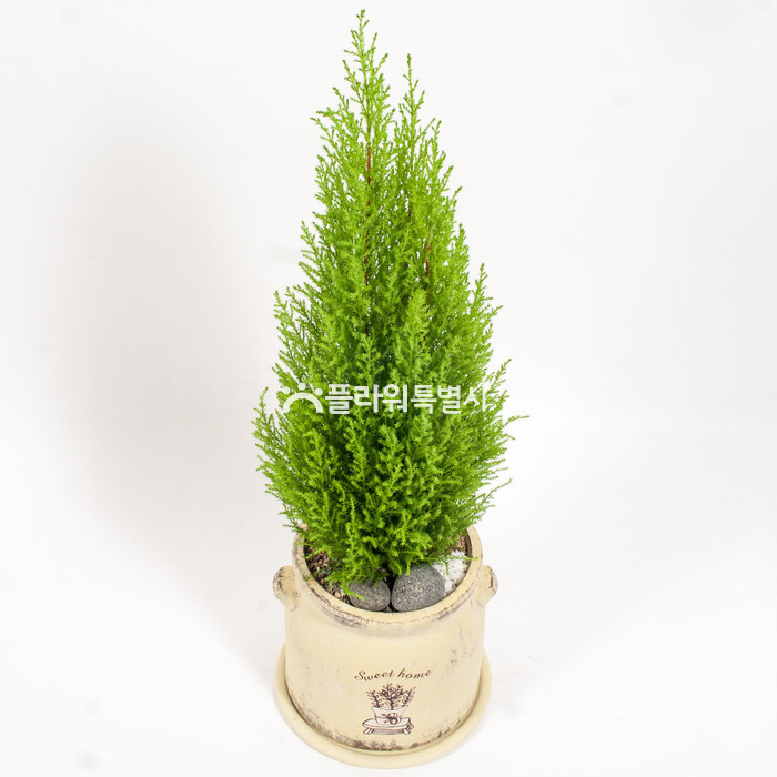 상세이미지