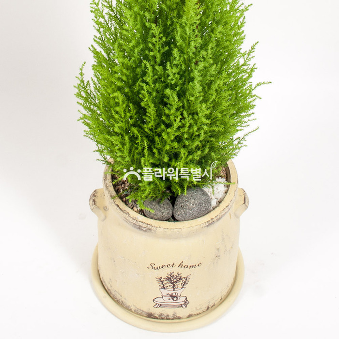 상세이미지