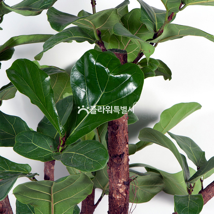 상세이미지