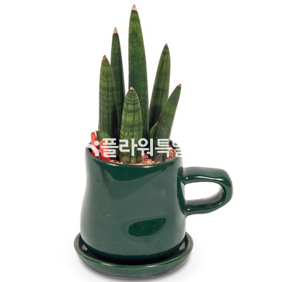 스투키(원형화분)