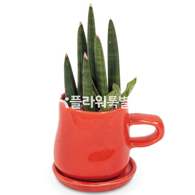 스투키(미니)