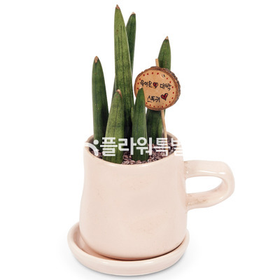 스투키(사랑)