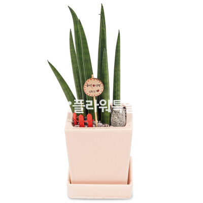 스투키(화이트미니)