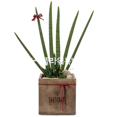 스투키1127