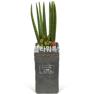 공기정화스투키사각분