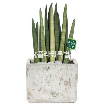 개업추천선물스투키