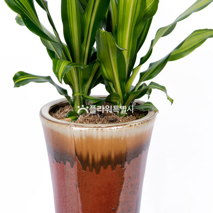 상세이미지