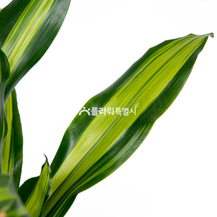 상세이미지