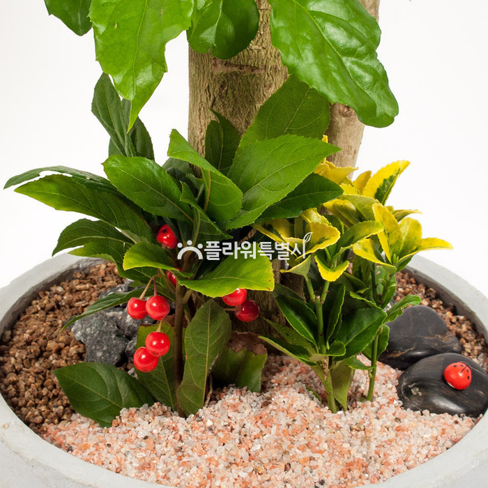 상세이미지