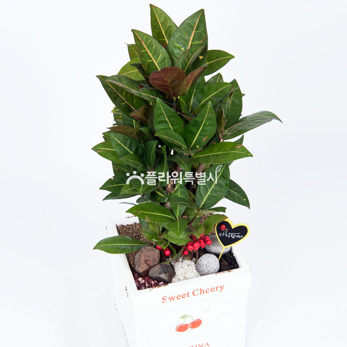 상세이미지