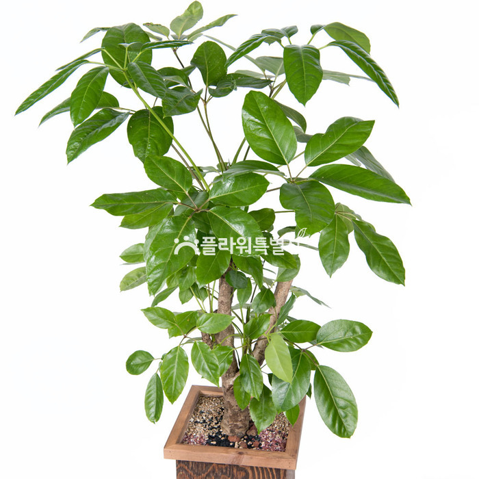 상세이미지