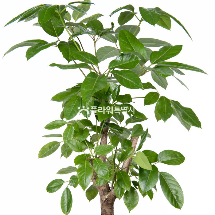 상세이미지