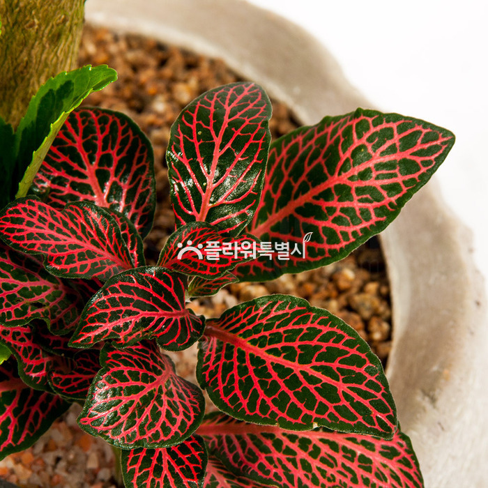 상세이미지