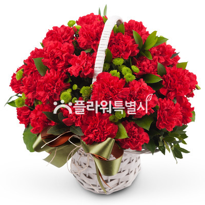 카네이션사랑