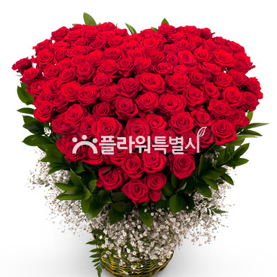 100송이장미안개바구니