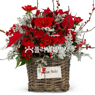 별이내리는나라