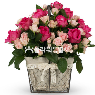 달콤한하루