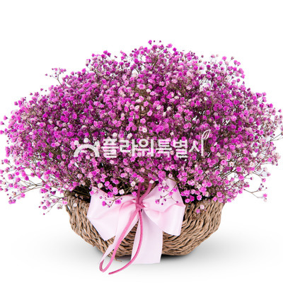 분홍안개꽃바구니