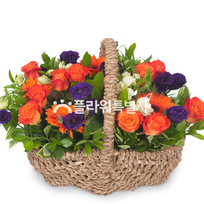 오렌지마말레이드4