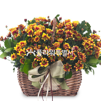 델몬트사랑