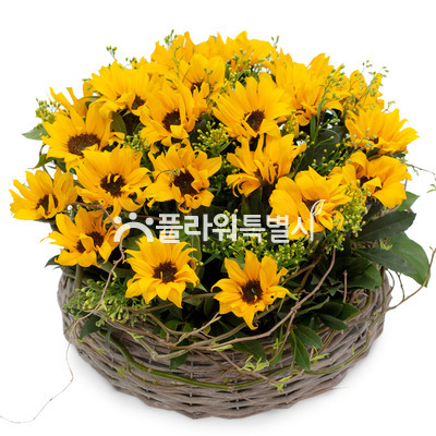 해바라기꽃바구니(382a)