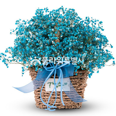 파란안개꽃바구니