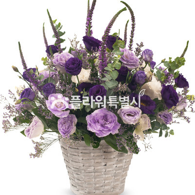 보랑이3