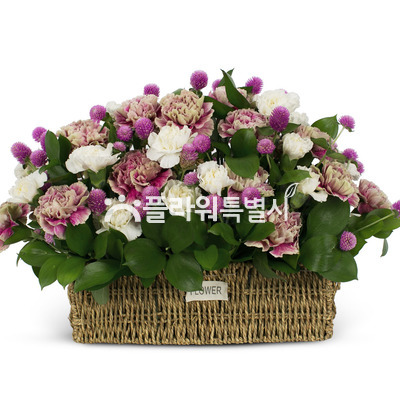 보라빛향기