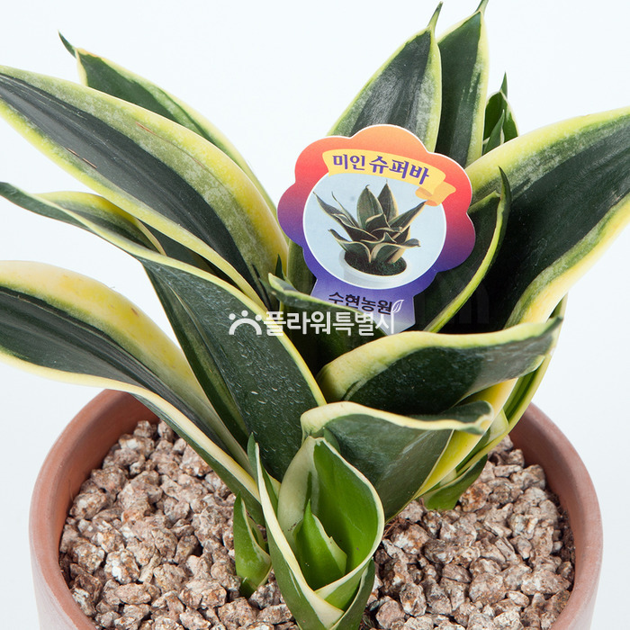 상세이미지