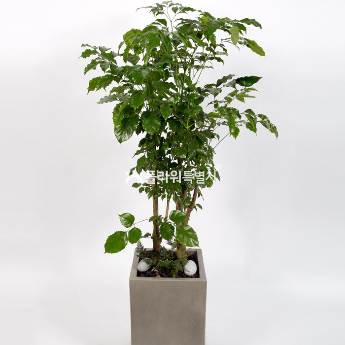 상세이미지