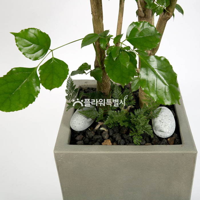 상세이미지