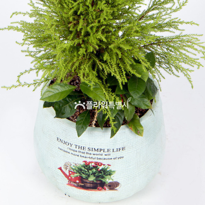 상세이미지