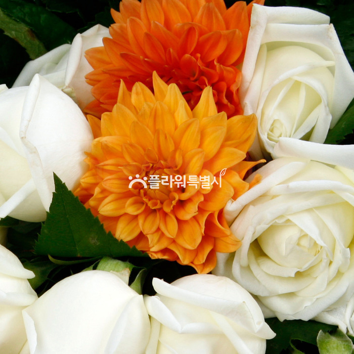상세이미지