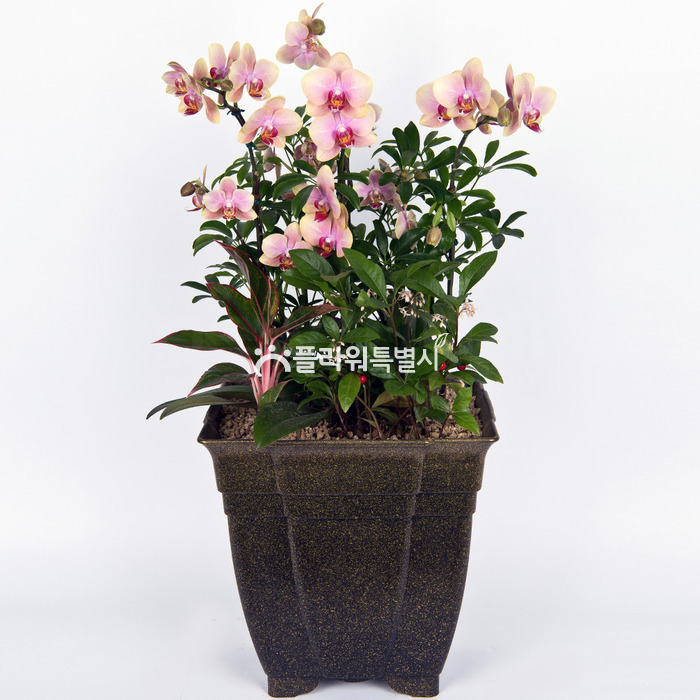 상세이미지