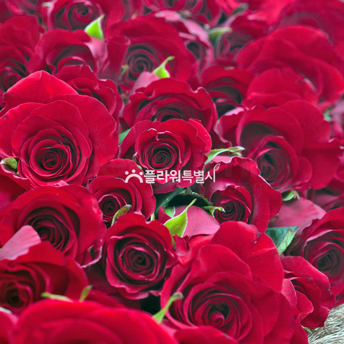 상세이미지