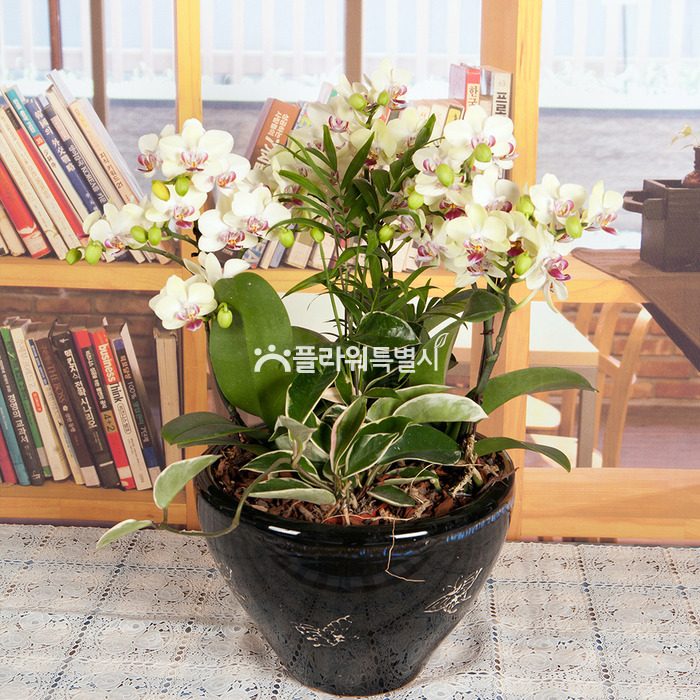 상세이미지