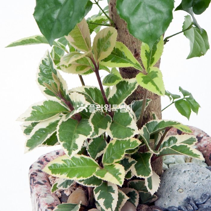 상세이미지