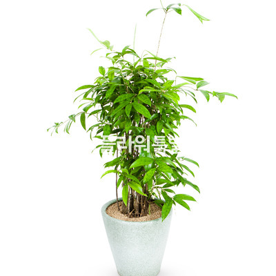 고드세피아