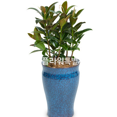 멜라닌고무나무2