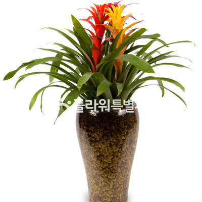 구즈마니아