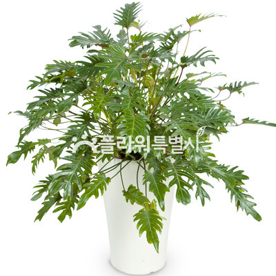셀렘
