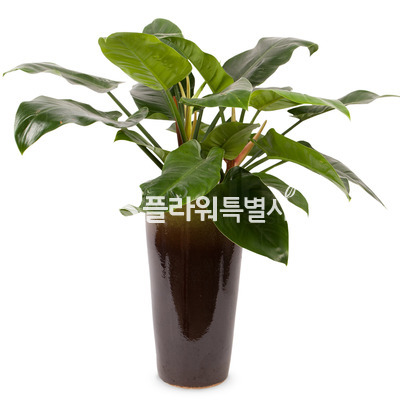 콩고사기분