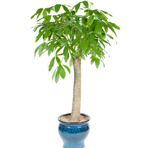 통파키라