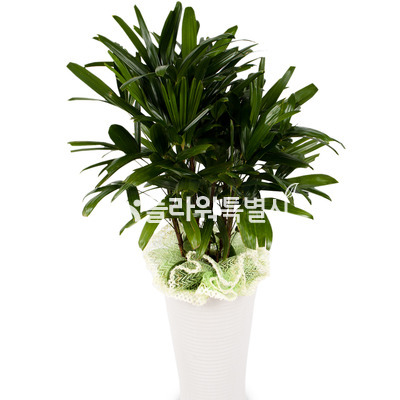 관음죽3