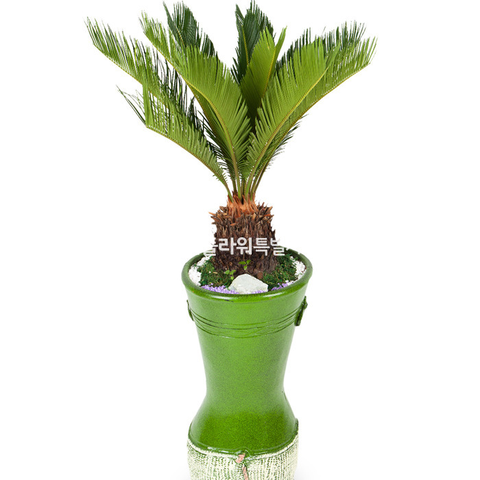 상세이미지