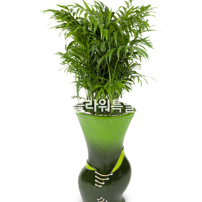 테이블야자