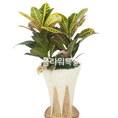 NEW크로톤