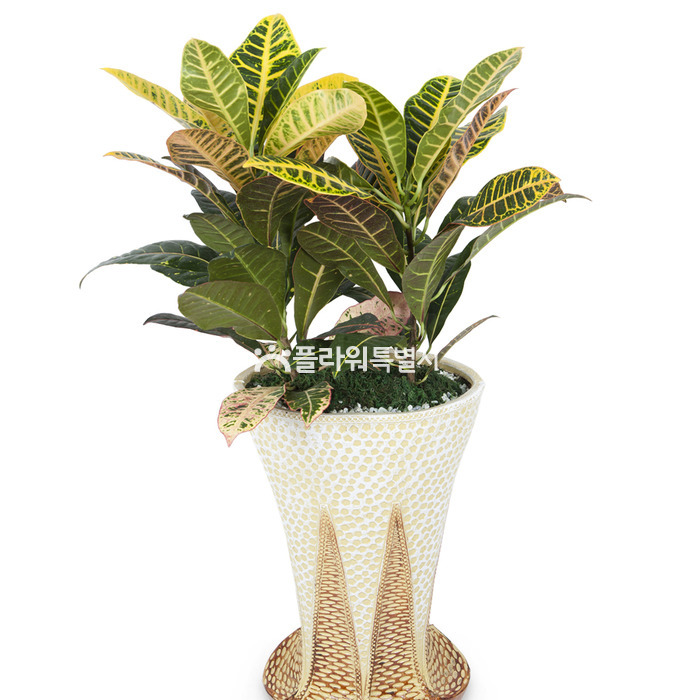 상세이미지